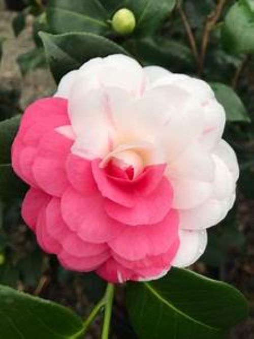 APRIL DAWN*** Bicolor Bloom Camellia Japonica-Live Starter Plant – Hope's  Flower Garden