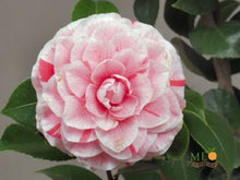 Load image into Gallery viewer, ***APRIL DAWN*** Bicolor Bloom Camellia Japonica-Live Starter Plant
