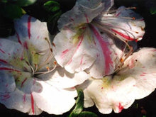 Load image into Gallery viewer, ASTRONAUT~~Azalea Rhododendron Deciduous Starter Plant~~BI-COLOR STRIPED BLOOMS
