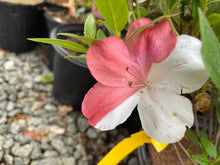 Load image into Gallery viewer, ASTRONAUT~~Azalea Rhododendron Deciduous Starter Plant~~BI-COLOR STRIPED BLOOMS
