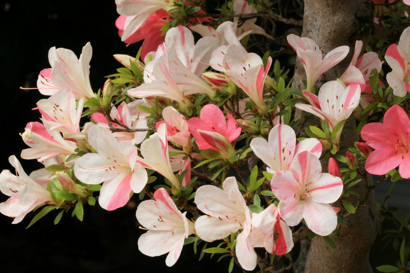 ASTRONAUT~~Azalea Rhododendron Deciduous Starter Plant~~BI-COLOR STRIPED BLOOMS