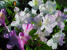 Load image into Gallery viewer, ~AUDREY MARIE ~~Azalea Rhododendron Starter Plant~~WHITE WITH PURPLE STRIPES
