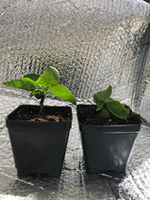 Load image into Gallery viewer, ***GATOR MAGIC*** Small Rooted Exotic Tropical Hibiscus  Starter Plant***AKA Fancy Hibiscus
