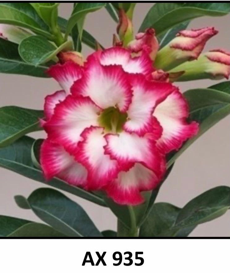 ~~AX935~~Grafted Adenium Obesum Desert Rose Plant