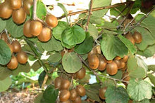 Load image into Gallery viewer, TOMURI Male Kiwi Vine~~ Live Starter Plant - Actinidia chinensis~~
