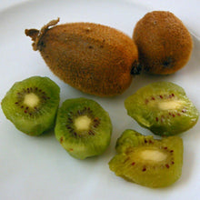 Load image into Gallery viewer, TOMURI Male Kiwi Vine~~ Live Starter Plant - Actinidia chinensis~~
