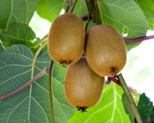 Load image into Gallery viewer, VINCENT Female Kiwi~~Live Starter Plant Fruit Vine ~ Actinidia chinensis~
