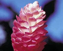 Load image into Gallery viewer, ***Hawaiian Hot Pink*** Ginger Alpinia Purpurata Starter Plant
