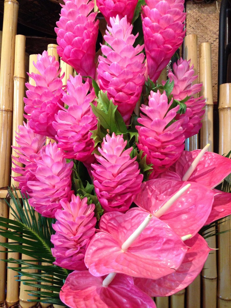 ***Hawaiian Hot Pink*** Ginger Alpinia Purpurata Starter Plant