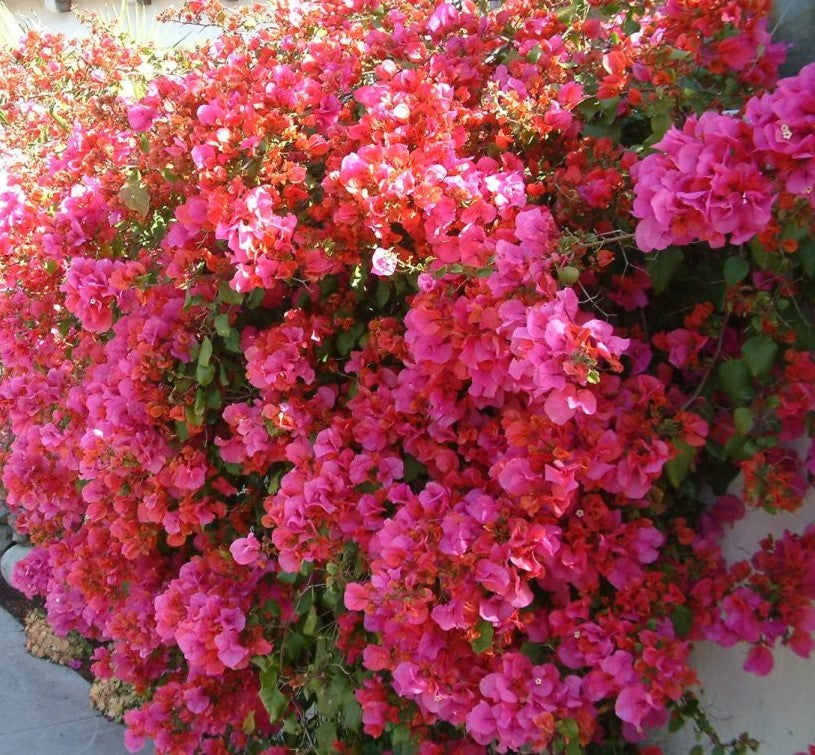 **BARBARA KARST**Live Bougainvillea Well Rooted Starter Plant