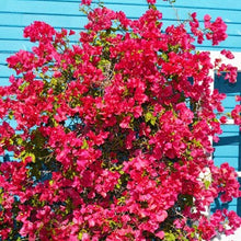 Load image into Gallery viewer, **BARBARA KARST**Live Bougainvillea Well Rooted Starter Plant
