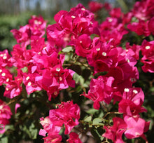 Load image into Gallery viewer, **BARBARA KARST**Live Bougainvillea Well Rooted Starter Plant
