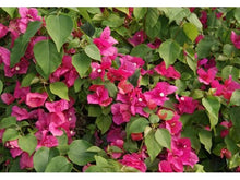 Load image into Gallery viewer, **BARBARA KARST**Live Bougainvillea Well Rooted Starter Plant
