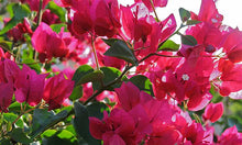 Load image into Gallery viewer, **BARBARA KARST**Live Bougainvillea Well Rooted Starter Plant
