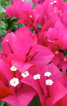 Load image into Gallery viewer, **BARBARA KARST**Live Bougainvillea Well Rooted Starter Plant
