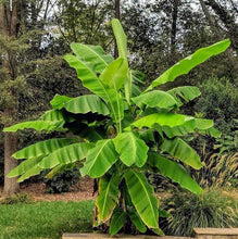 Load image into Gallery viewer, The Basjoo Banana tree is a herbaceous plant. Great to plant next to pool or patio, and it really enhances landscaping. The leaves can grow up to 6 feet in length and grows really fast! It is great for containers too and is disease resist and and cold hardy. 
