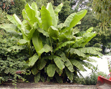 Load image into Gallery viewer, BASJOO BANANA TREE
