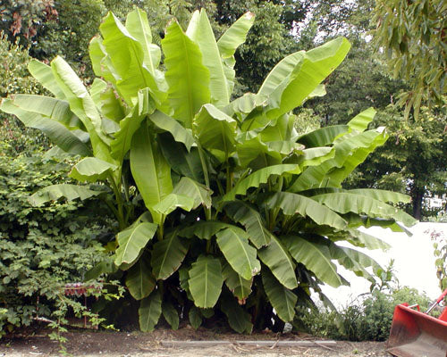 BASJOO BANANA TREE