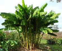 Load image into Gallery viewer, BASJOO BANANA TREE
