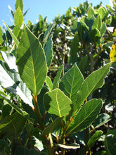 Load image into Gallery viewer, Laurus nobilis**BAY LEAF TREE**Bay Laurel**Sweet Bay**Live Plant**SHIPS IN POT
