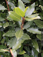 Load image into Gallery viewer, Laurus nobilis**BAY LEAF TREE**Bay Laurel**Sweet Bay**Live Plant**SHIPS IN POT
