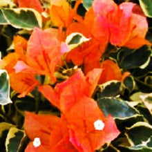 Load image into Gallery viewer, BENGAL ORANGE** Live Bougainvillea Well Rooted Starter Plant
