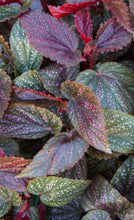 Load image into Gallery viewer, ***BENIGO PINK*** Angel Wing Begonia  Rooted Starter Plant
