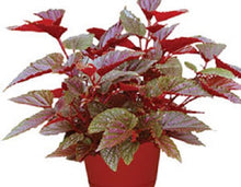 Load image into Gallery viewer, ***BENIGO PINK*** Angel Wing Begonia  Rooted Starter Plant
