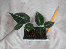 Load image into Gallery viewer, **BLACK VELVET** COMPACT ELEPHANT EAR **Alocasia Reginula** Rooted Starter Plants
