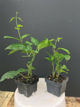 Load image into Gallery viewer, ~~JAVA RED~~Bleeding Heart Rooted Starter Plant~~Clerodendrum Delectum~Red &amp; Purple
