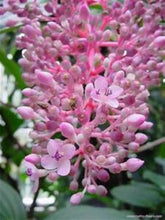 Load image into Gallery viewer, ***MALAYSIAN ORCHID*** Medinilla Myriantha ***AKA Malaysian Grapes*** Well Rooted Starter Plant
