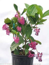 Load image into Gallery viewer, ***MALAYSIAN ORCHID*** Medinilla Myriantha ***AKA Malaysian Grapes*** Well Rooted Starter Plant
