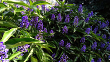 Load image into Gallery viewer, **SAPPHIRE BLUE GINGER**Gorgeous Dichorisandra Thyrsiflora**LIVE STARTER PLANT*
