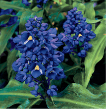 Load image into Gallery viewer, **SAPPHIRE BLUE GINGER**Gorgeous Dichorisandra Thyrsiflora**LIVE STARTER PLANT*
