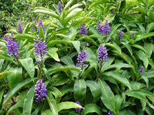 Load image into Gallery viewer, **SAPPHIRE BLUE GINGER**Gorgeous Dichorisandra Thyrsiflora**LIVE STARTER PLANT*
