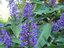 Load image into Gallery viewer, **SAPPHIRE BLUE GINGER**Gorgeous Dichorisandra Thyrsiflora**LIVE STARTER PLANT*
