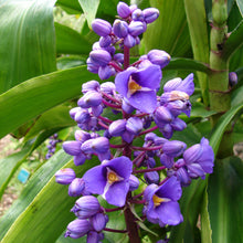 Load image into Gallery viewer, **SAPPHIRE BLUE GINGER**Gorgeous Dichorisandra Thyrsiflora**LIVE STARTER PLANT*
