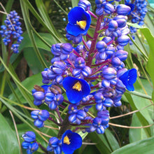 Load image into Gallery viewer, **SAPPHIRE BLUE GINGER**Gorgeous Dichorisandra Thyrsiflora**LIVE STARTER PLANT*
