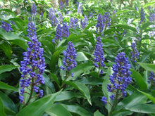 Load image into Gallery viewer, **SAPPHIRE BLUE GINGER**Gorgeous Dichorisandra Thyrsiflora**LIVE STARTER PLANT*
