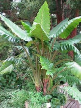 Load image into Gallery viewer, **BOA* *Elephant Ear* *Alocasia* *Rooted Starter Plants*
