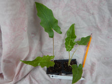 Load image into Gallery viewer, **BOA* *Elephant Ear* *Alocasia* *Rooted Starter Plants*
