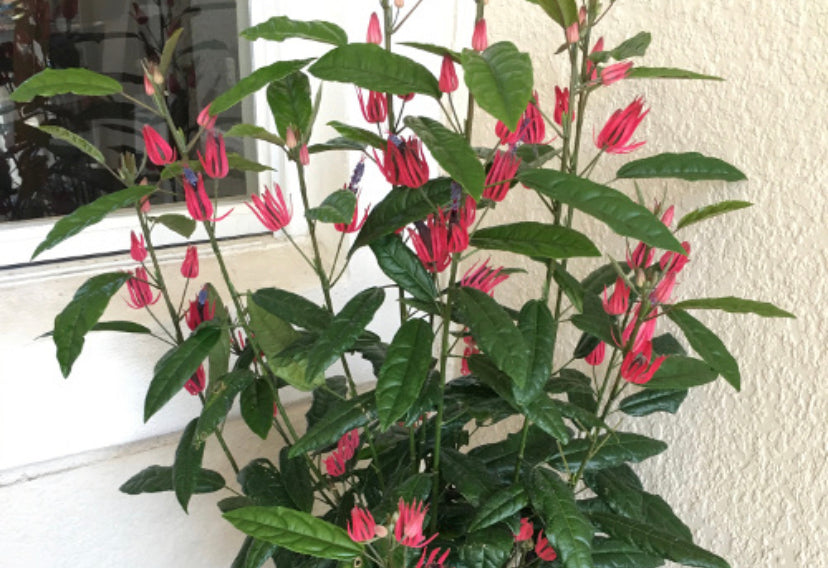 **BRAZILIAN CANDLES** *Many Flowers* Tropical Pavonia Multiflora Plant **VERY RARE!** Well Rooted Starter Plant