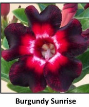 Load image into Gallery viewer, ~~BURGUNDY SUNRISE~~Grafted Adenium Obesum Desert Rose Plant
