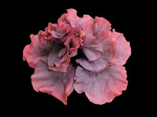 Load image into Gallery viewer, ***BAYOU ROSE*** Rooted Exotic Tropical Hibiscus Plant***AKA Fancy Hibiscus
