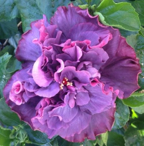 ***BAYOU ROSE*** Rooted Exotic Tropical Hibiscus Plant***AKA Fancy Hibiscus