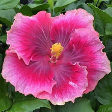 Load image into Gallery viewer, ***BEAUTIFUL DESIRE*** Rooted Exotic Tropical Hibiscus Plant***AKA Fancy Hibiscus
