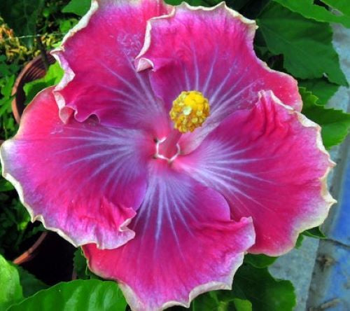 ***BEAUTIFUL DESIRE*** Rooted Exotic Tropical Hibiscus Plant***AKA Fancy Hibiscus