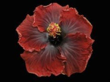 Load image into Gallery viewer, ***BLACK DREAM*** Rooted Exotic Tropical Hibiscus Plant***AKA Fancy Hibiscus
