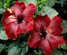 Load image into Gallery viewer, ***BLACK DREAM*** Rooted Exotic Tropical Hibiscus Plant***AKA Fancy Hibiscus
