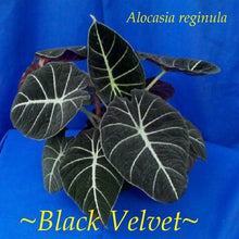 Load image into Gallery viewer, **BLACK VELVET** COMPACT ELEPHANT EAR **Alocasia Reginula** Rooted Starter Plants
